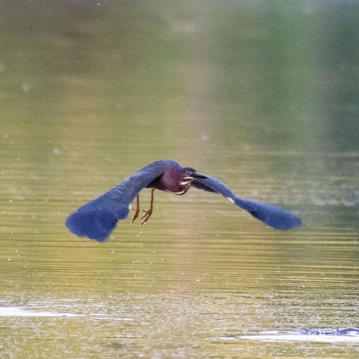 Green Heron - ML559663741