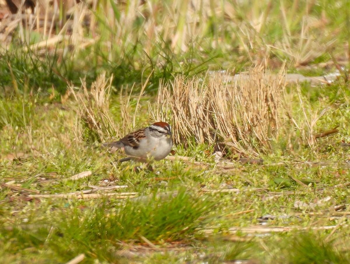 Chipping Sparrow - ML559664241