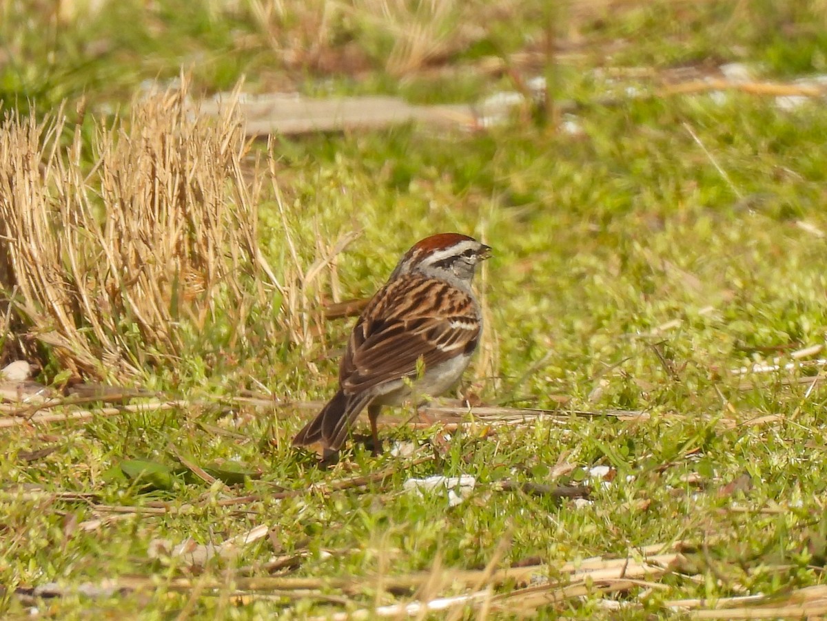 Chipping Sparrow - ML559664251