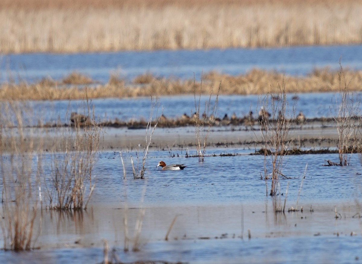 Eurasian Wigeon - ML559664841