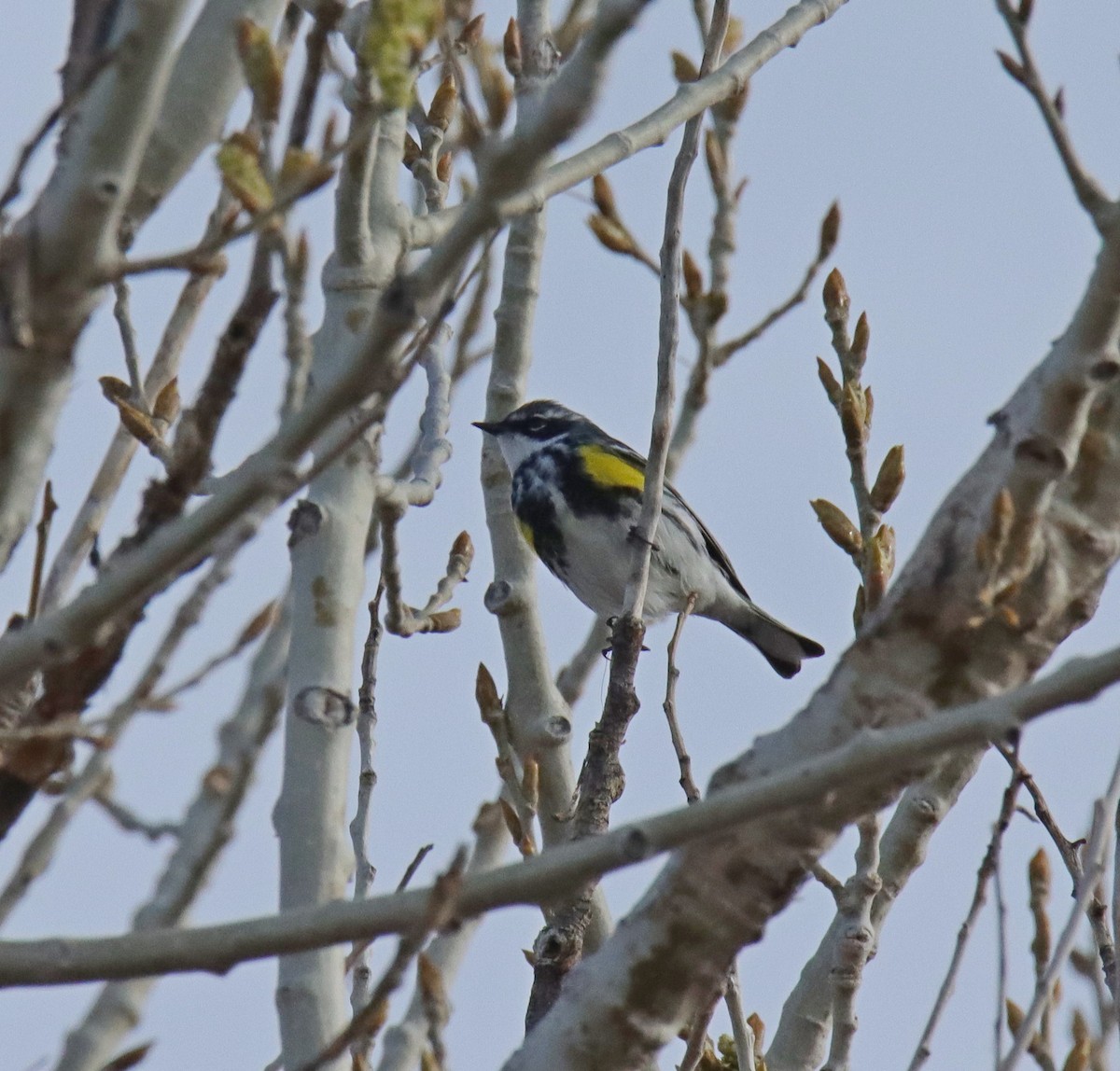 Yellow-rumped Warbler (Myrtle) - ML559667441