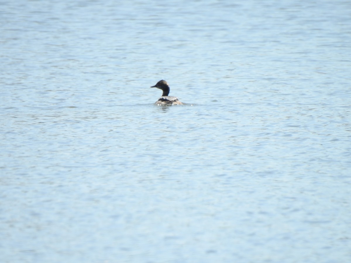 Horned Grebe - ML559667561