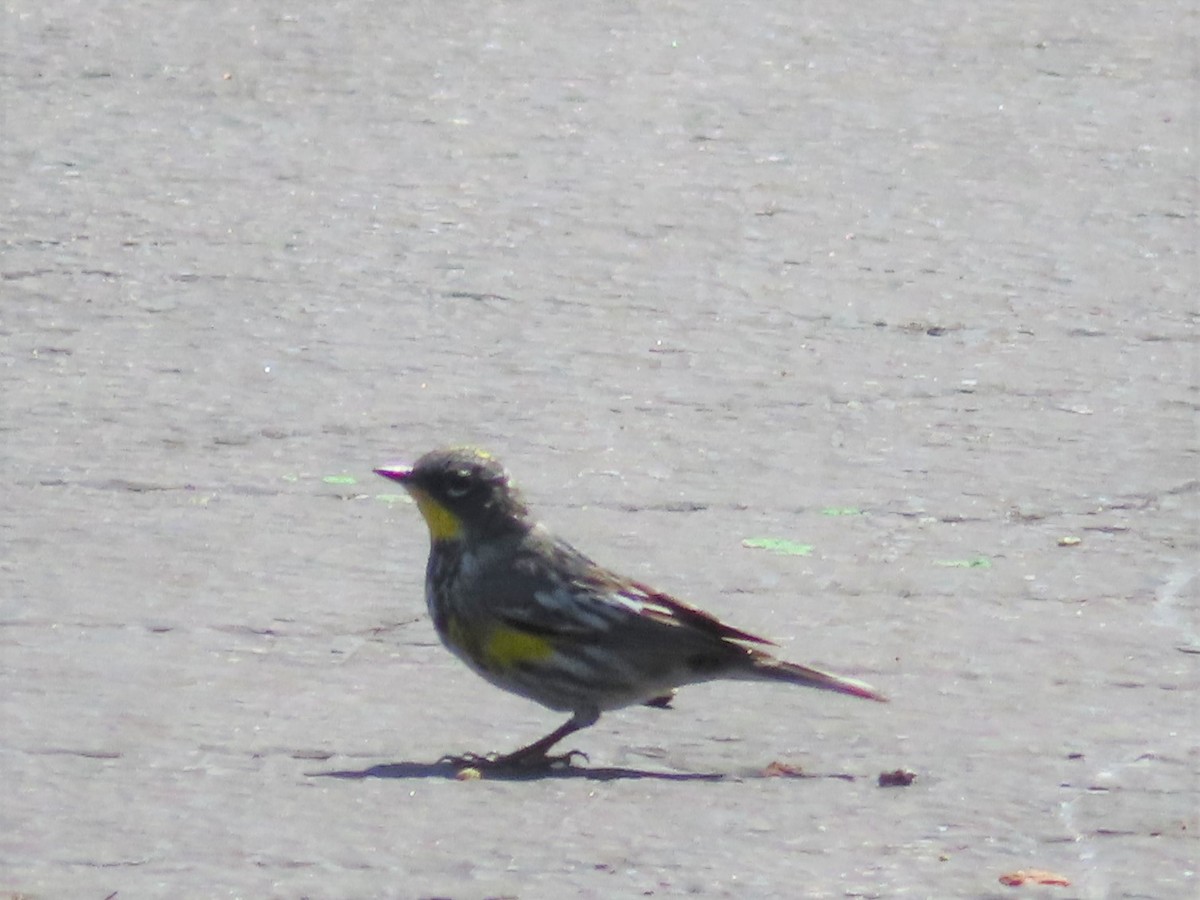 Yellow-rumped Warbler (Audubon's) - ML559667581