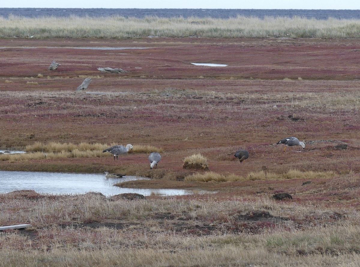 Upland Goose - ML559667601