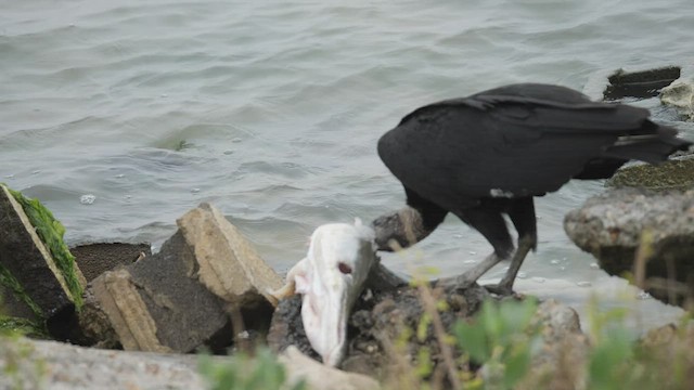 Black Vulture - ML559667761