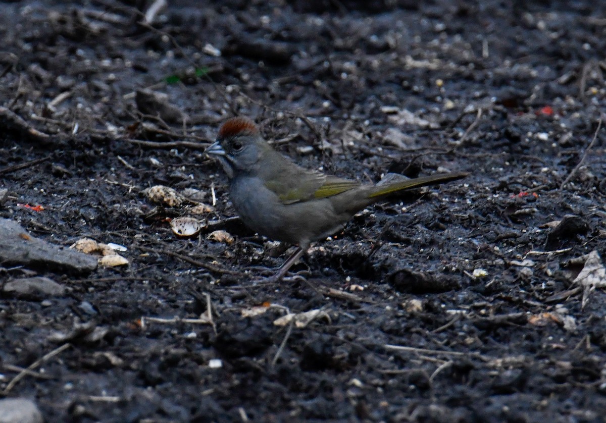 Green-tailed Towhee - ML559668011