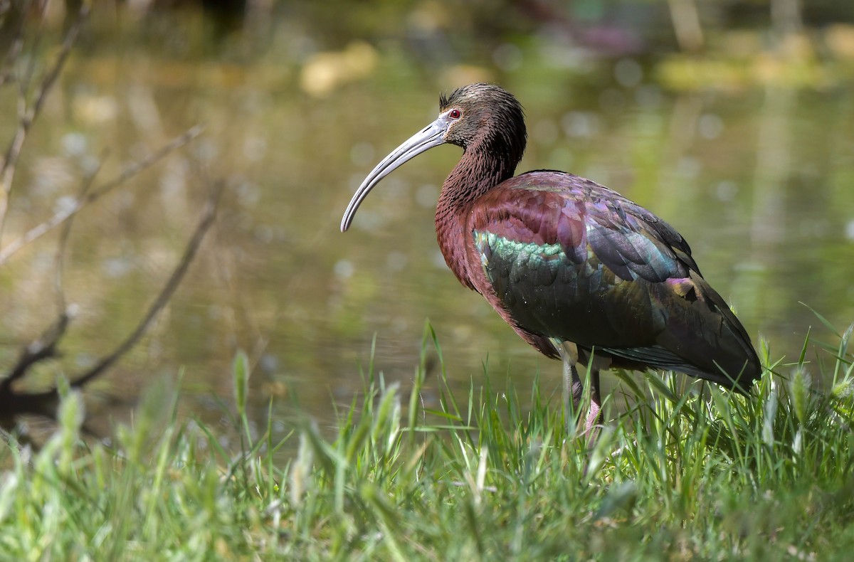 ibis hnědý x americký (hybrid) - ML559668671