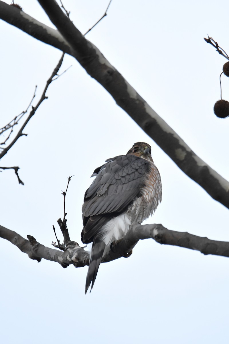 Cooper's Hawk - ML559668791