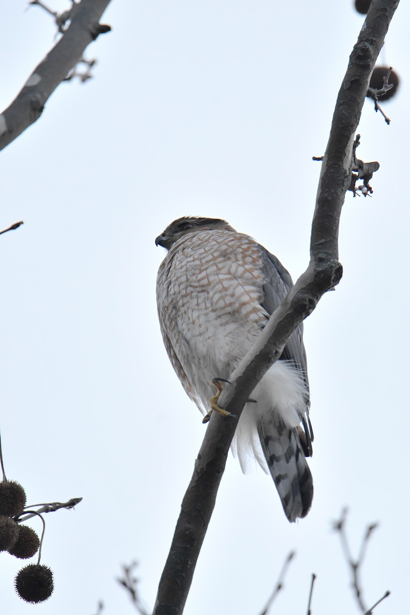 Cooper's Hawk - ML559668801