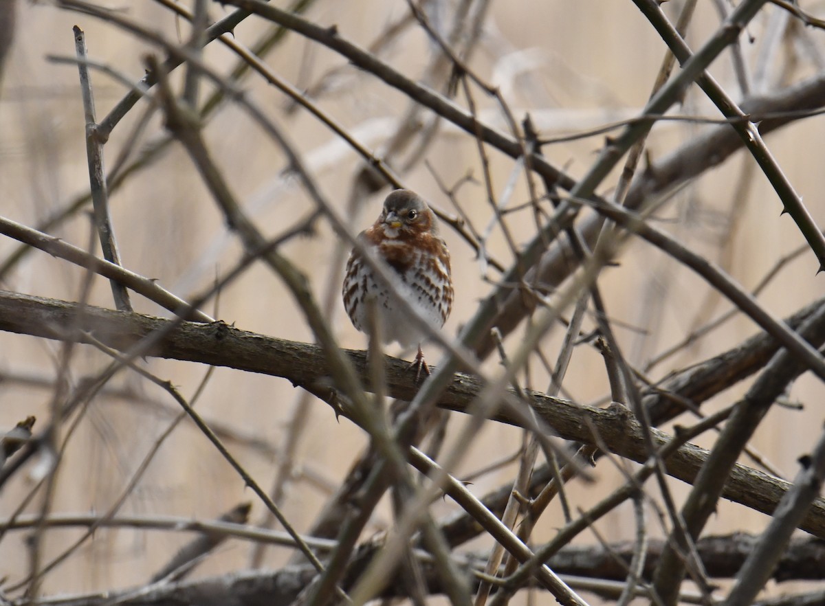 Fox Sparrow (Red) - ML559670261