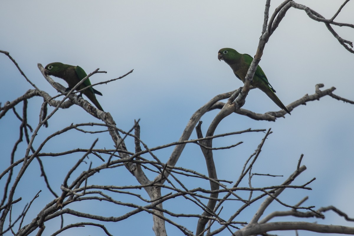 Olive-throated Parakeet - Brian  Faulkner