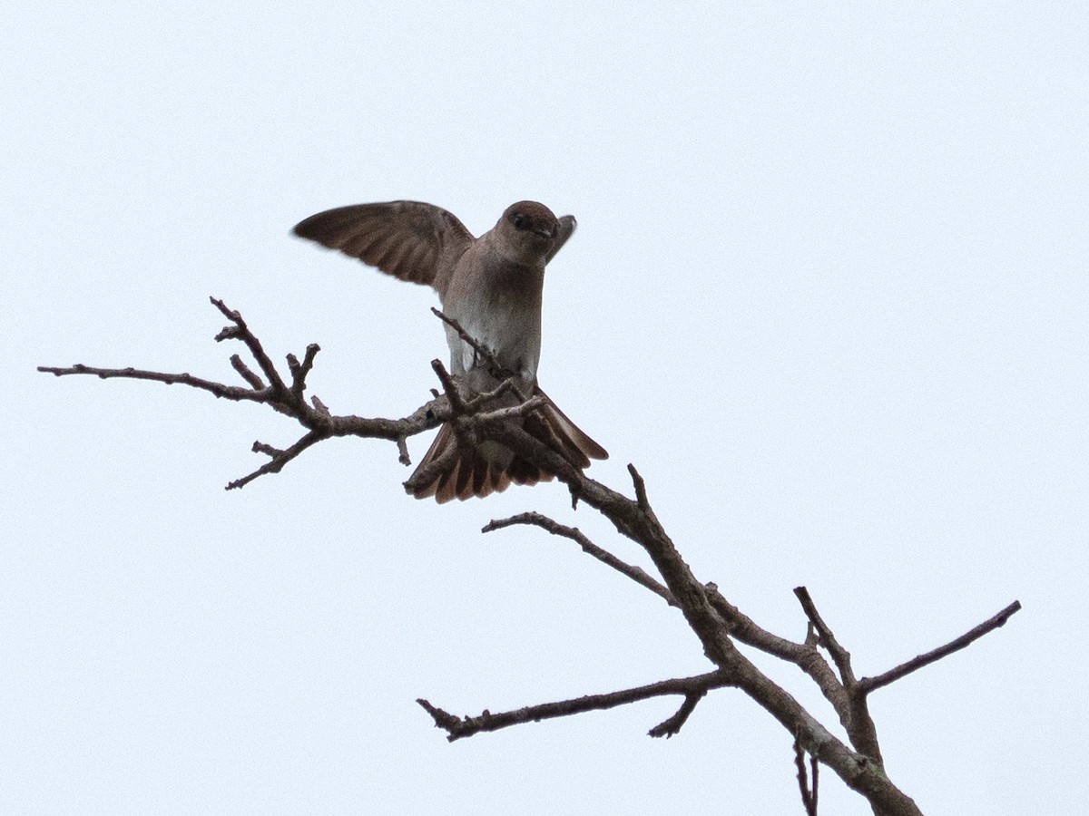 Golondrina Aserrada - ML559672281