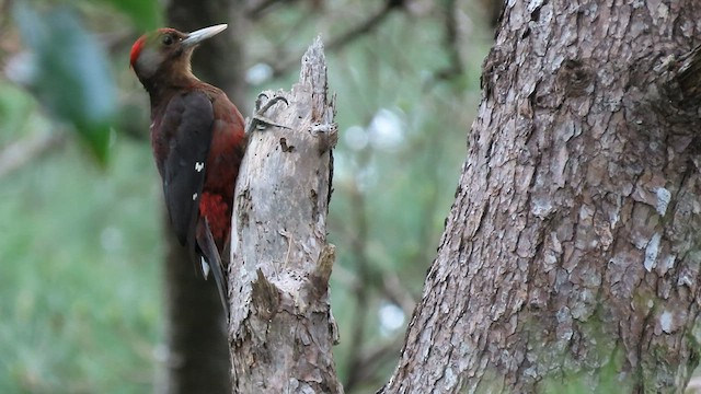 Okinawa Woodpecker - ML559673131