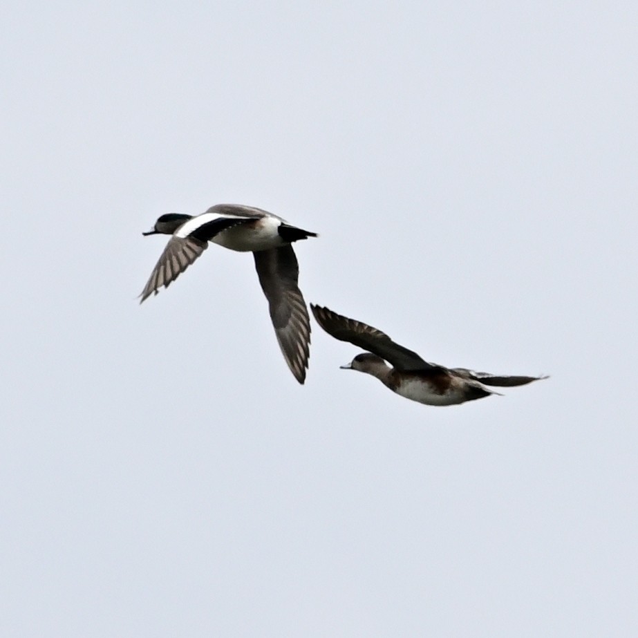 American Wigeon - ML559673401