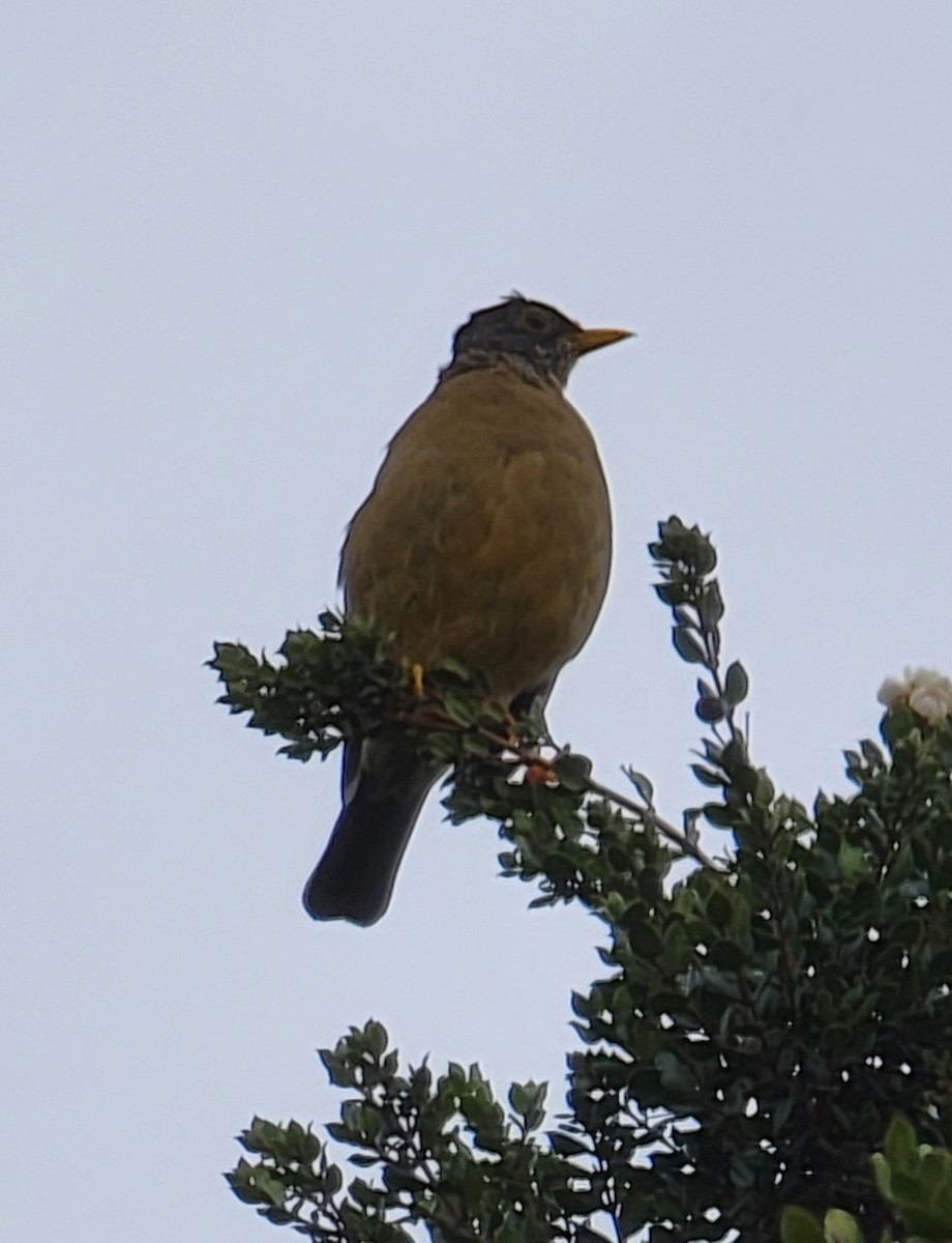 Austral Thrush - ML559673641