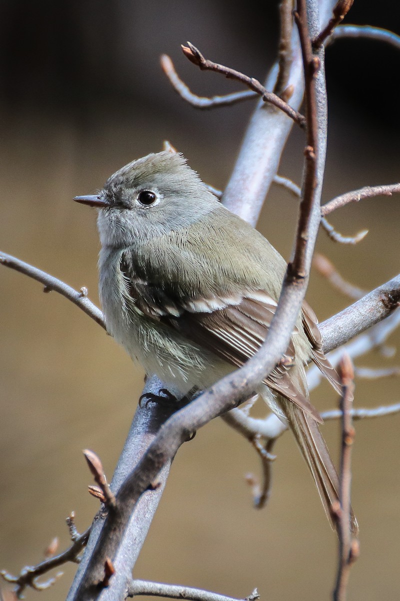 Hammond's Flycatcher - Ethan Denton