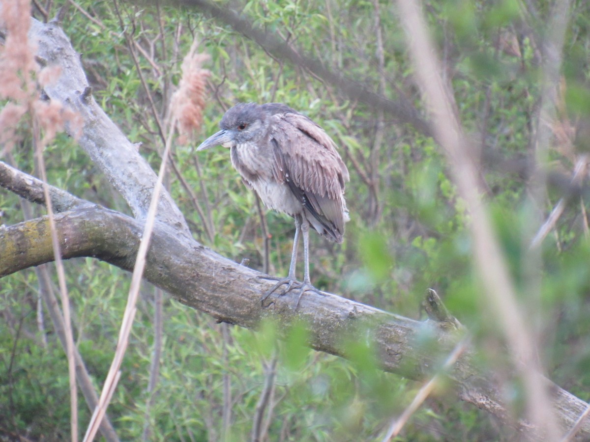 Yellow-crowned Night Heron - ML559675491