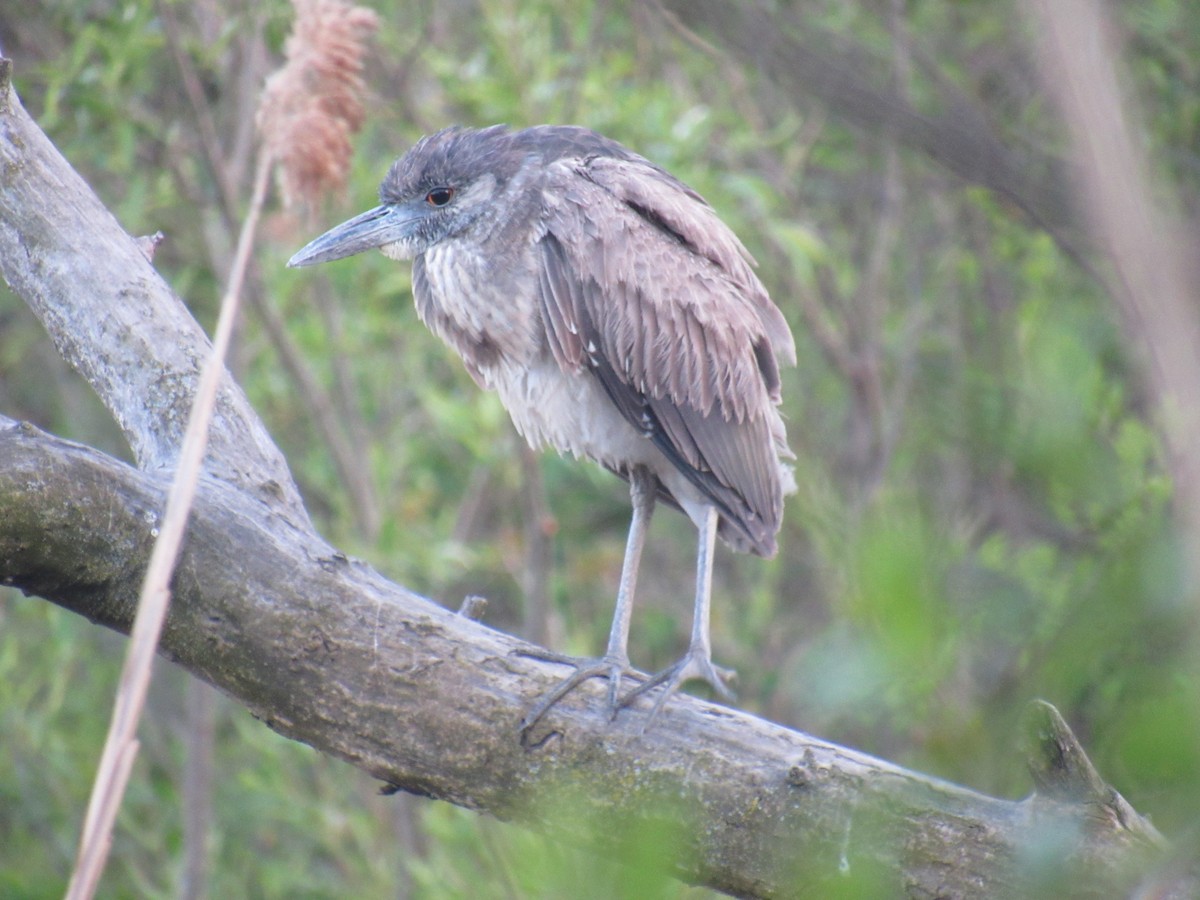 Yellow-crowned Night Heron - ML559675501