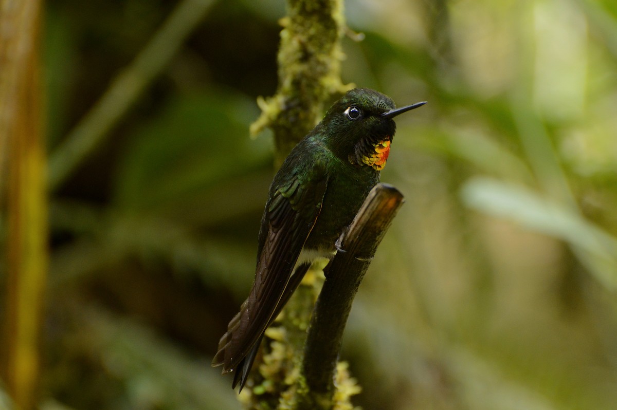 Colibrí Lucero - ML559677511