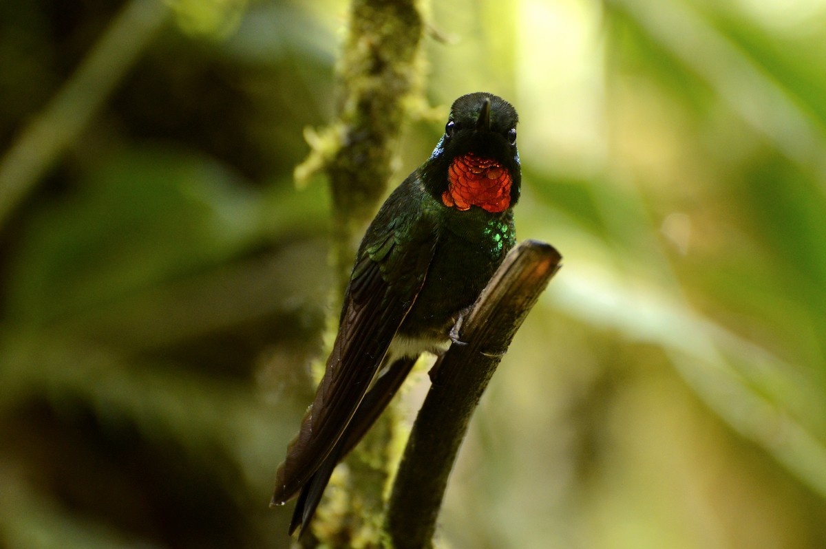 Colibrí Lucero - ML559677521