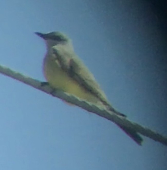 Western Kingbird - ML559677931