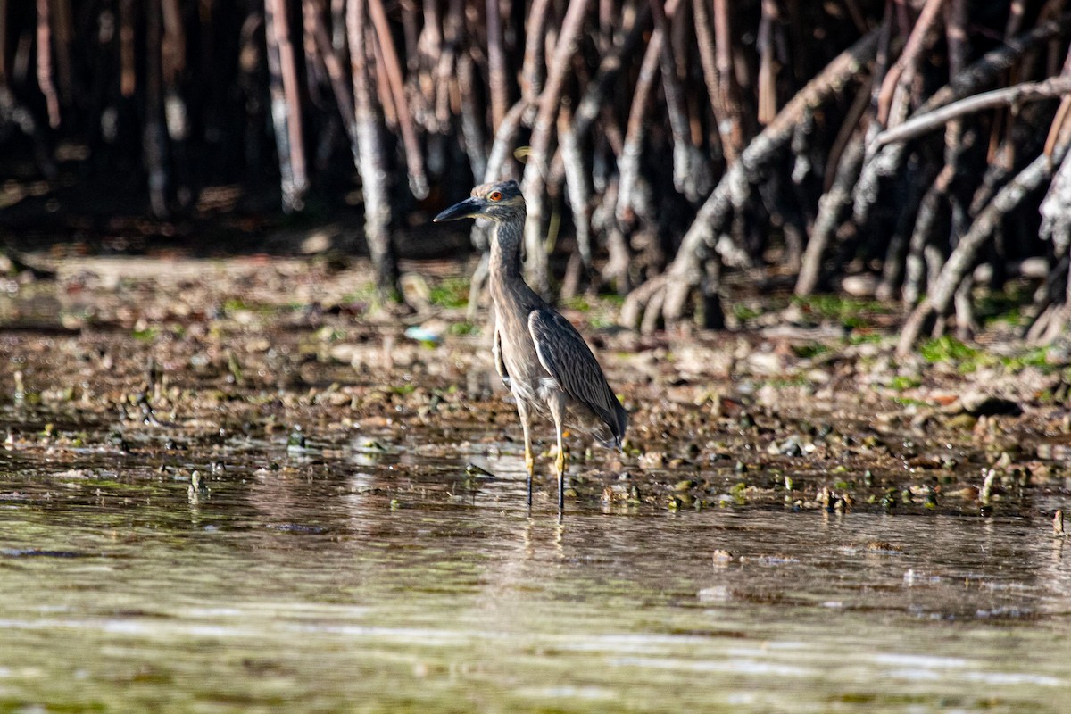 Yellow-crowned Night Heron - ML559679361