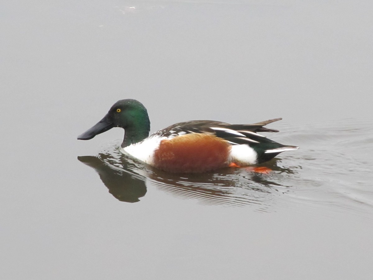 Northern Shoveler - Hans de Grys