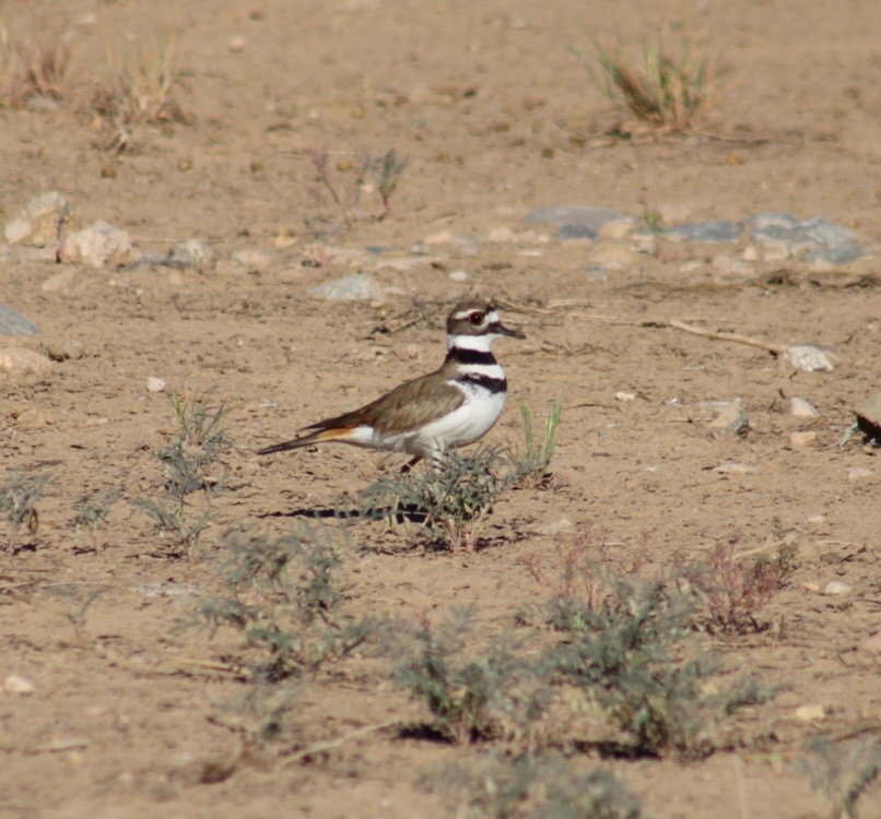 Killdeer - ML559680641