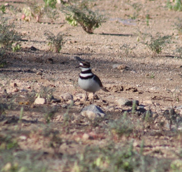 Killdeer - ML559680651