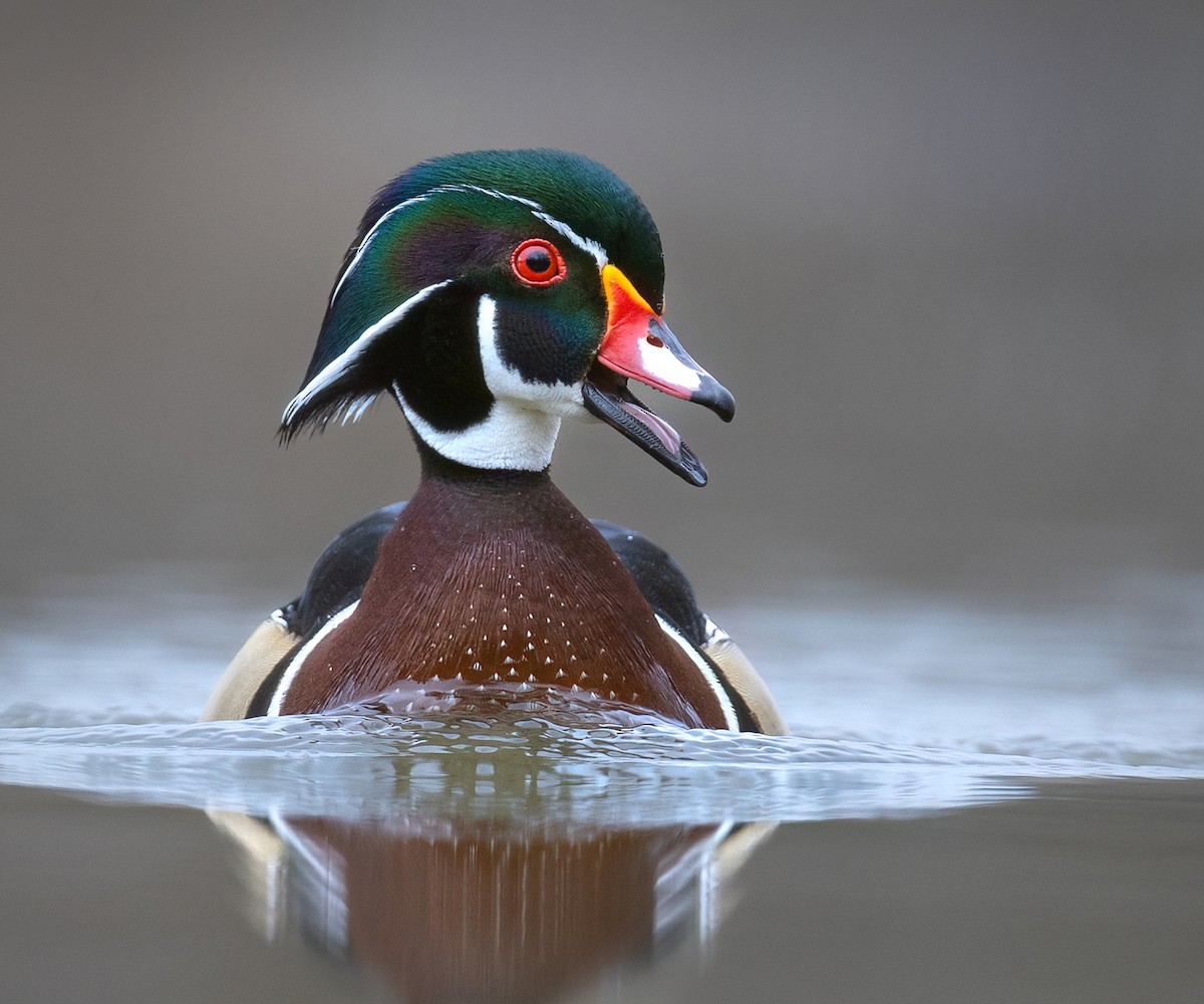 Wood Duck - ML559681091