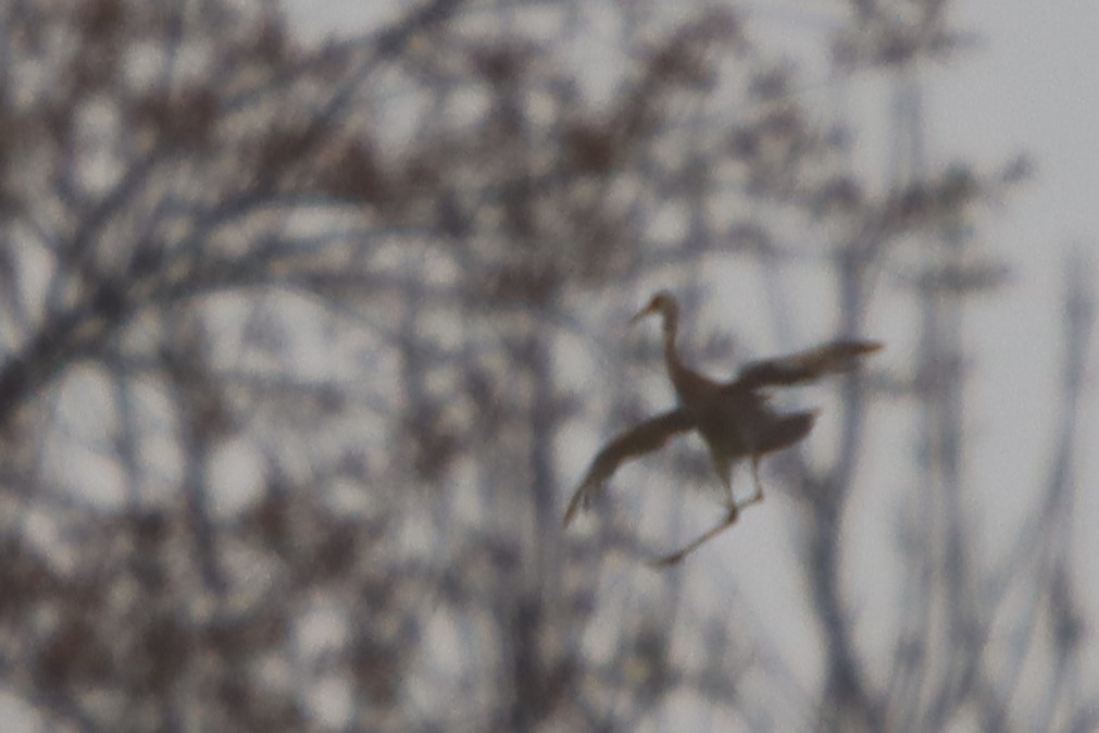 Sandhill Crane (tabida/rowani) - ML559682431