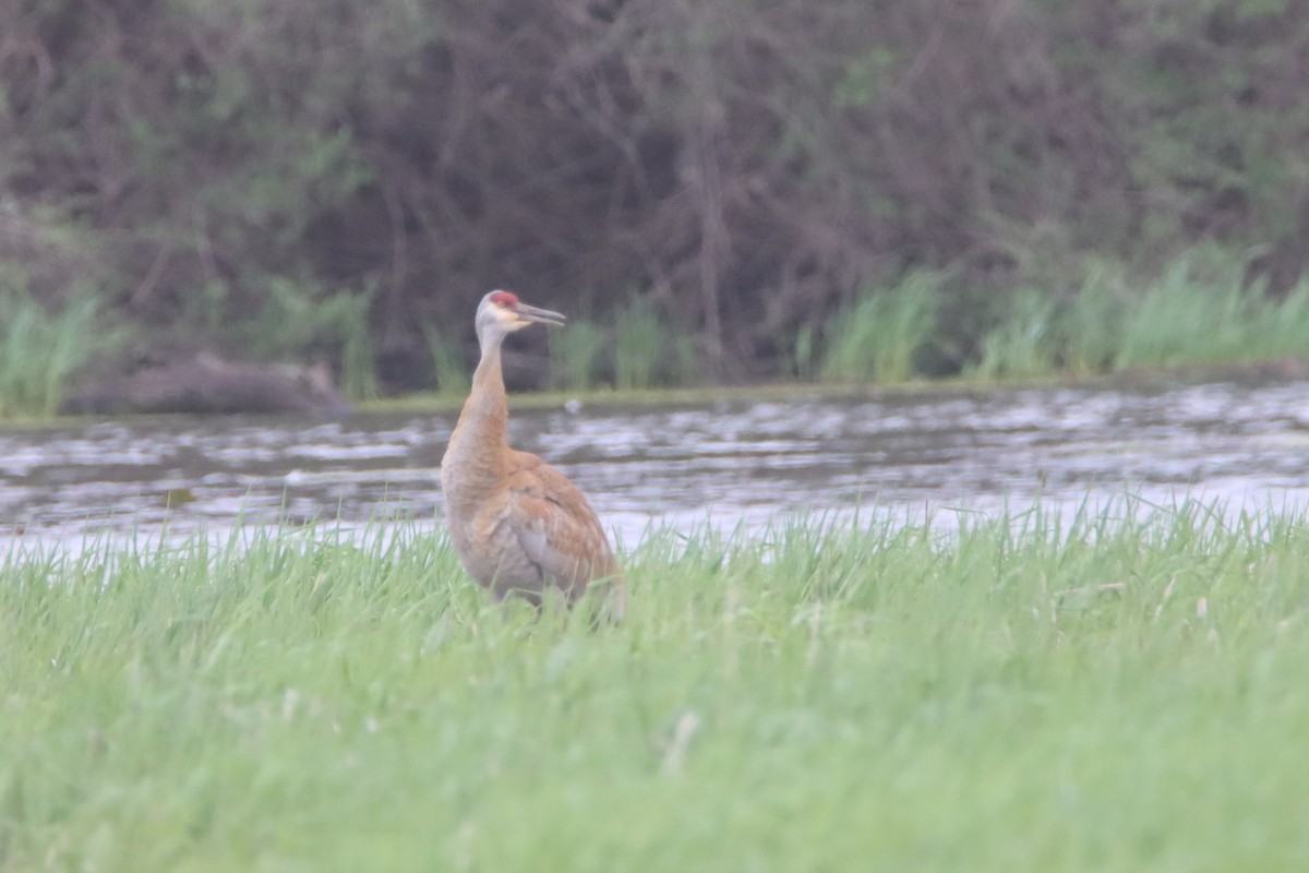 Sandhill Crane (tabida/rowani) - ML559682451