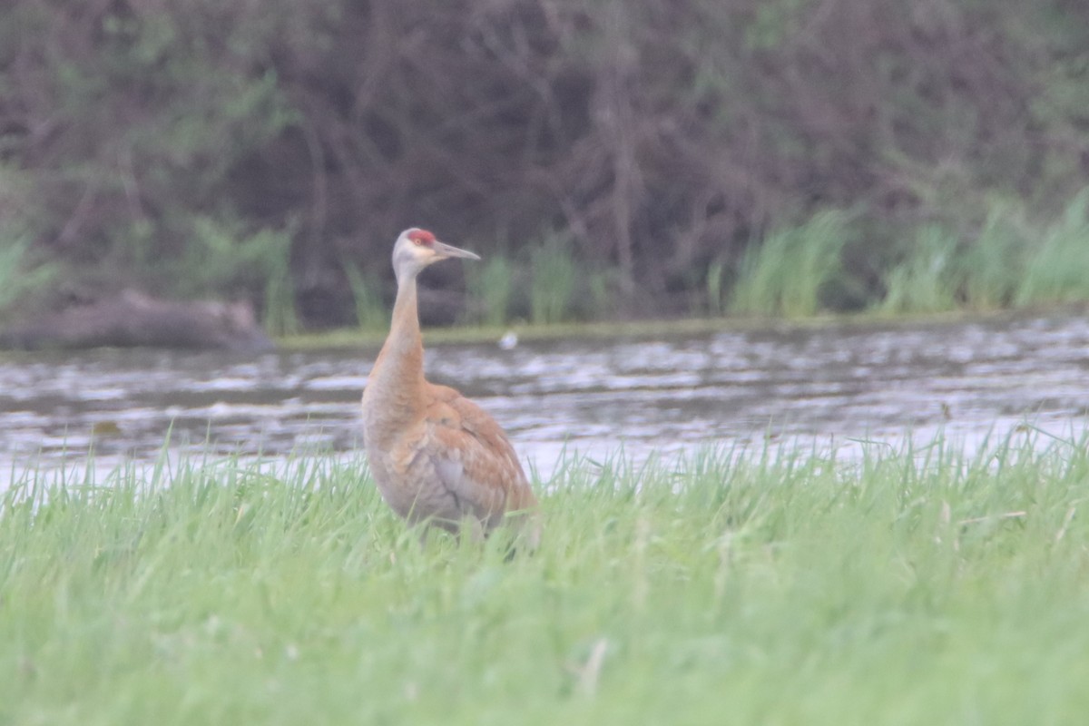 Sandhill Crane (tabida/rowani) - ML559682501