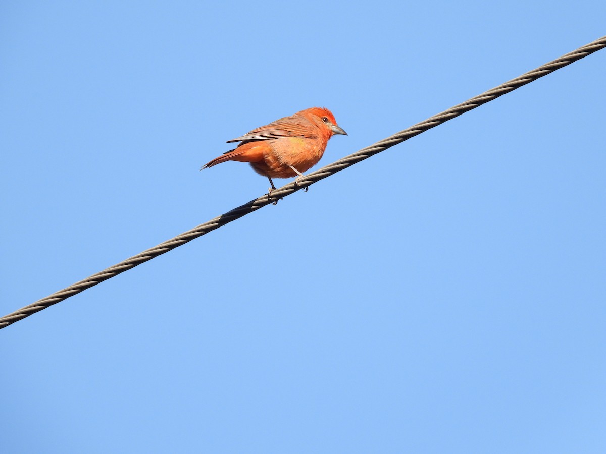 Hepatic Tanager - ML559683401