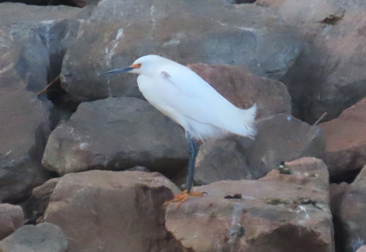 Snowy Egret - ML559683501