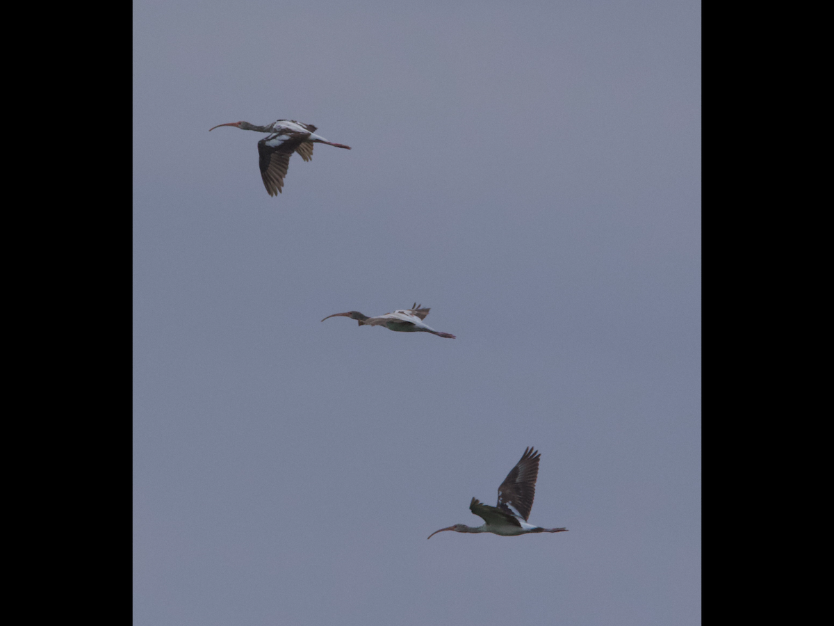 White Ibis - ML559683631