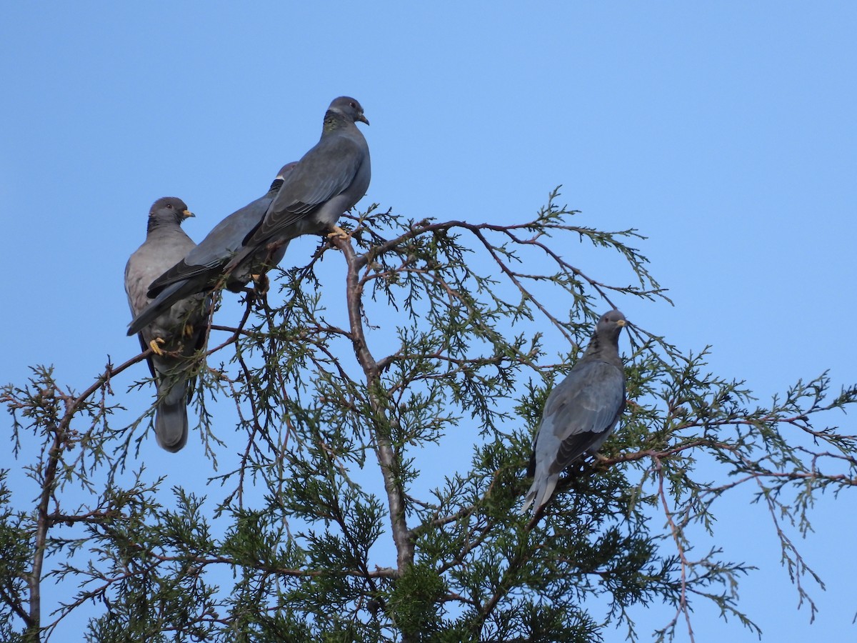 Band-tailed Pigeon - ML559684411