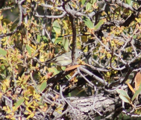 Cassin's Vireo - Tyler Ekholm