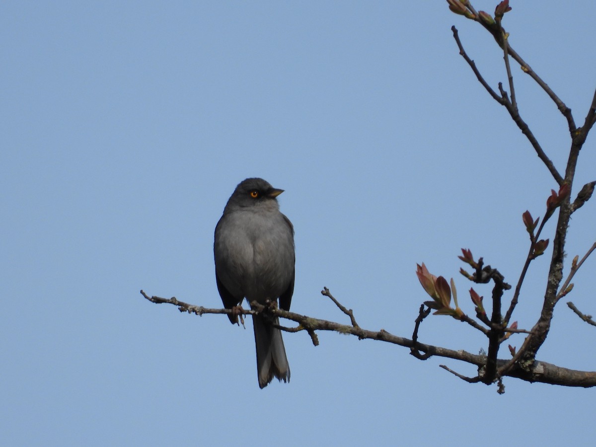 Yellow-eyed Junco - ML559684911