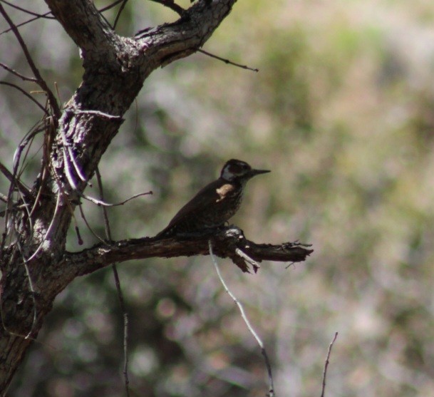 Arizona Woodpecker - ML559685861