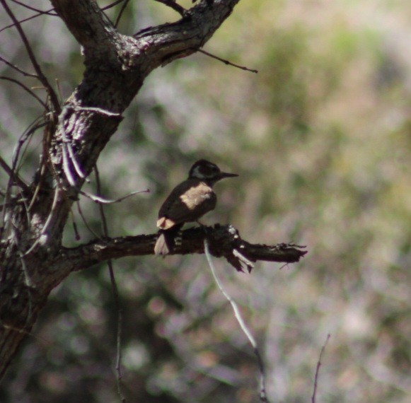 Arizona Woodpecker - ML559685871