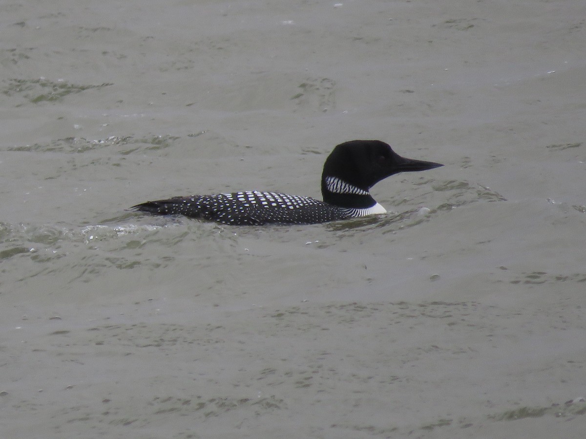 Plongeon huard - ML559686351