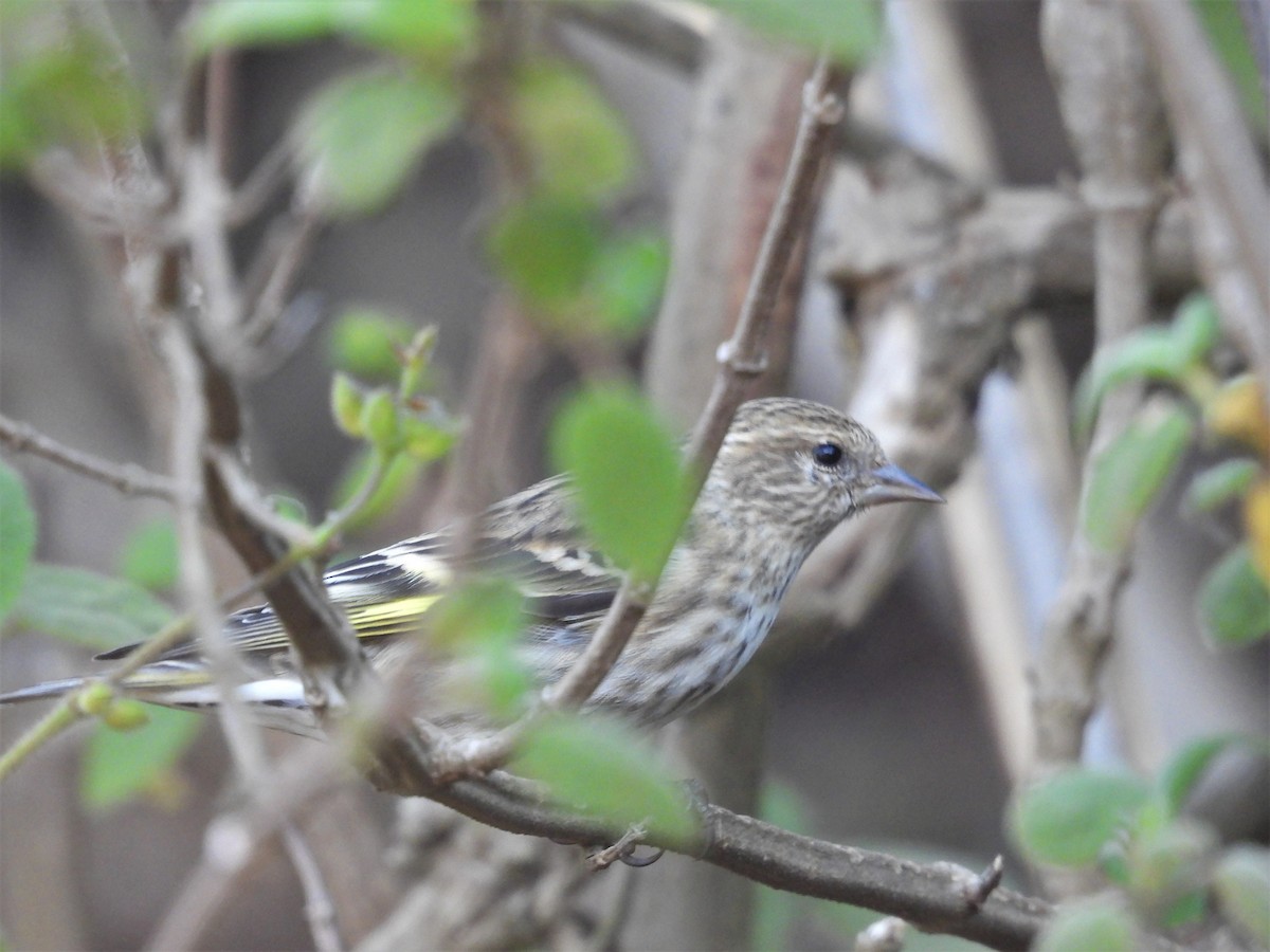 Pine Siskin - ML559686581