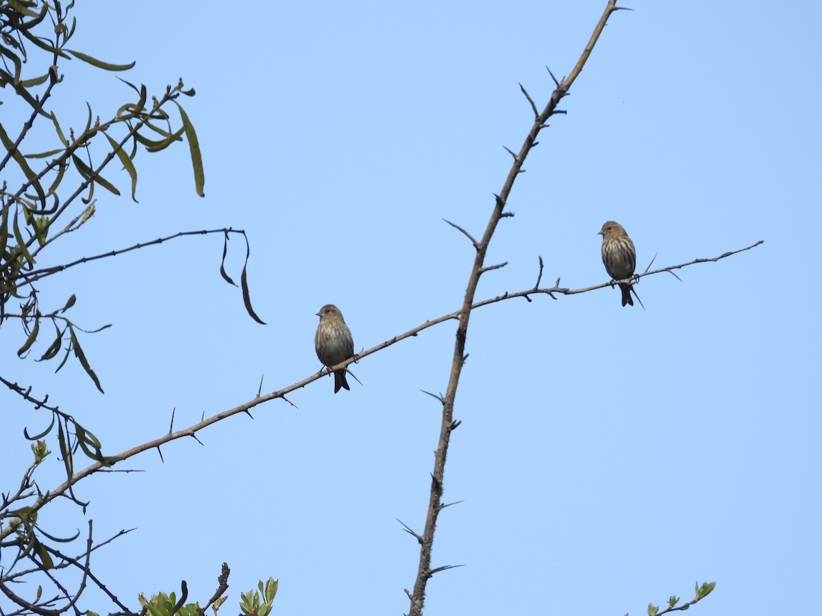 Pine Siskin - ML559686731