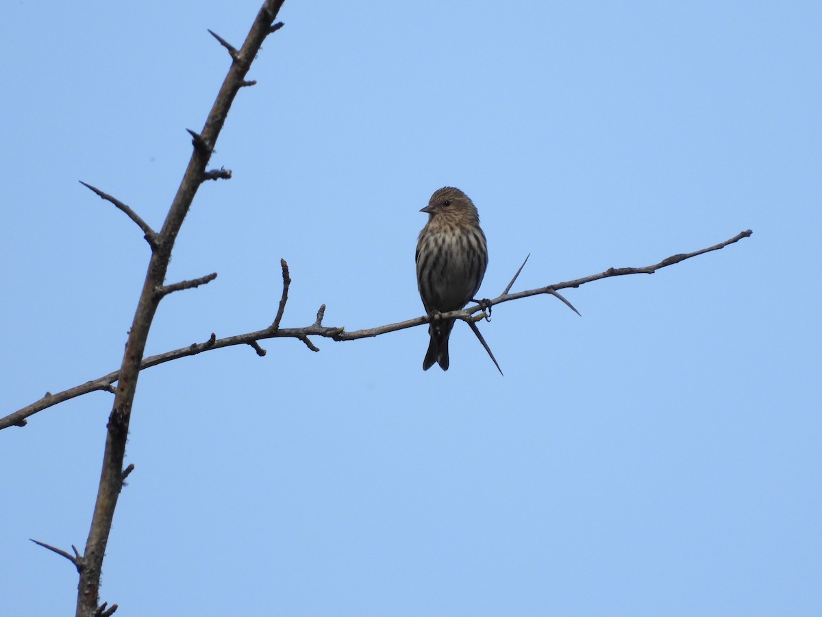 Pine Siskin - ML559687021
