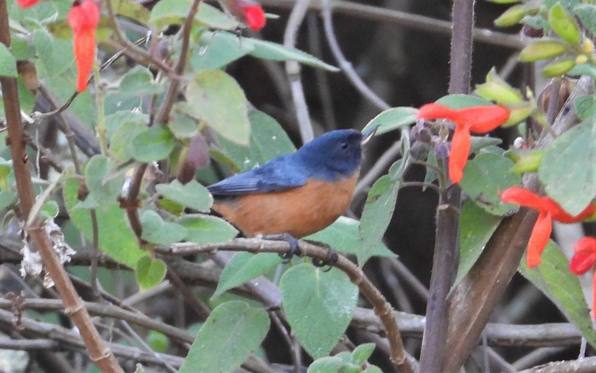 Cinnamon-bellied Flowerpiercer - ML559687661
