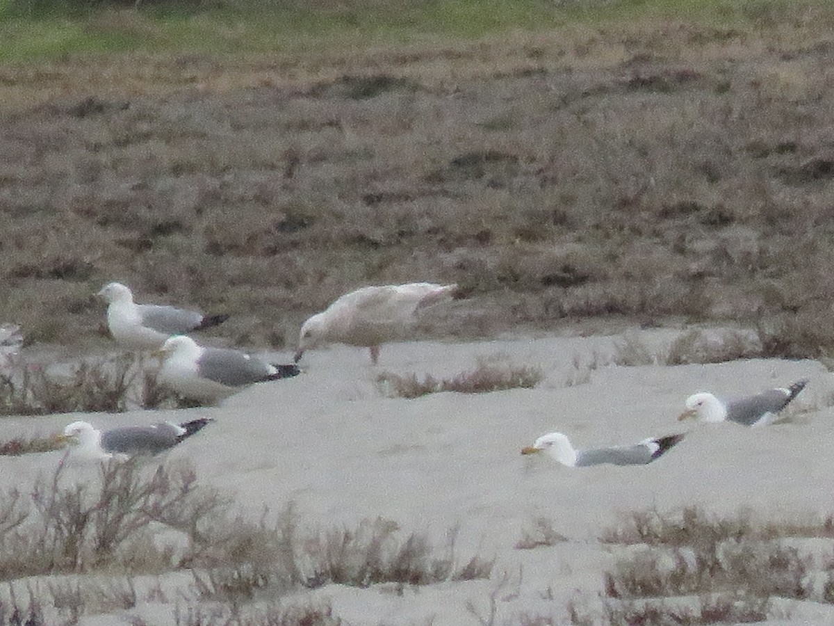 Gaviota (Larus) sp. - ML559687981