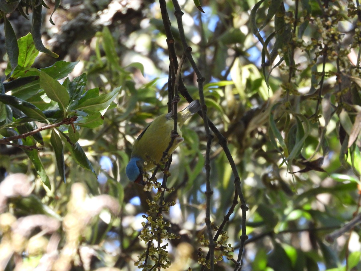 Elegant Euphonia - ML559688191