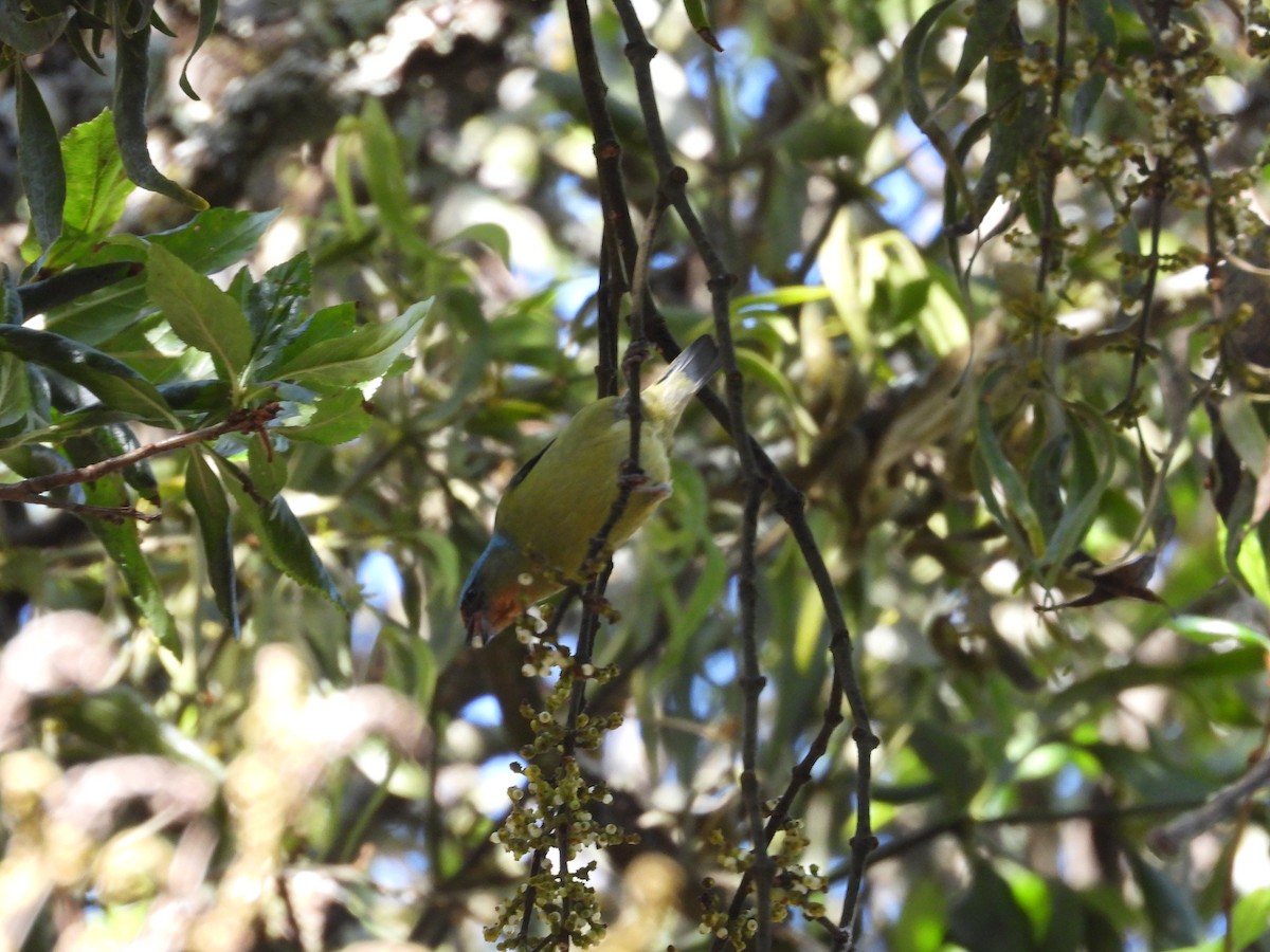 Elegant Euphonia - ML559688301