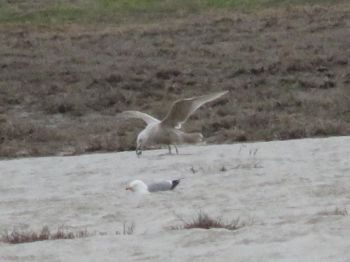 goéland sp. (Larus sp.) - ML559688391